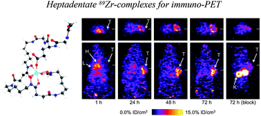 Graphical abstract: Heptadentate chelates for 89Zr-radiolabelling of monoclonal antibodies