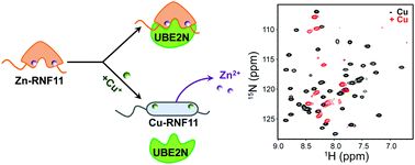 Graphical abstract: Cuprous ions can disrupt the structure and functions of the RING finger domain of RNF11