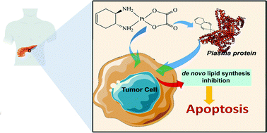 Graphical abstract: Pt(ii) complex containing the 1R,2R enantiomer of trans-1,2-diamino-4-cyclohexene ligand effectively and selectively inhibits the viability of aggressive pancreatic adenocarcinoma cells and alters their lipid metabolism