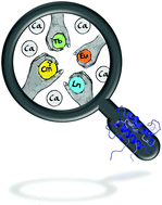 Graphical abstract: Lanmodulin peptides – unravelling the binding of the EF-Hand loop sequences stripped from the structural corset