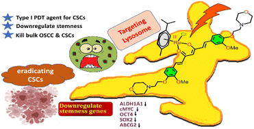 Graphical abstract: A photoactive lysosome targeting RuII complex downregulates stemness genes in oral squamous cell carcinoma