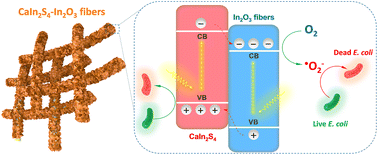 Graphical abstract: CaIn2S4–In2O3 hybrid nanofibers with expedited photocarrier separation for fast photocatalytic bacterial inactivation under visible light