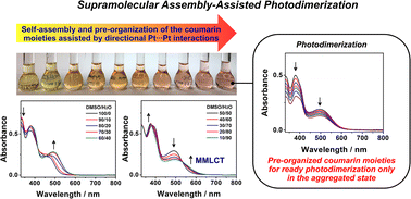 Graphical abstract: Dinuclear coumarin-containing alkynylplatinum(ii) terpyridine complexes with supramolecular assembly-assisted photodimerization