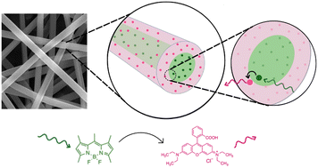 Graphical abstract: Energy transfer between molecules from core to shell in one-dimensional coaxial electrospun nanofibres