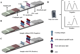 Graphical abstract: Gold nanoparticle-based lateral flow immunoassay for the rapid detection of flutriafol residues in food