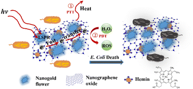 Graphical abstract: A nanozyme composite with high near-infrared photothermal ability for synergistic bacterial elimination