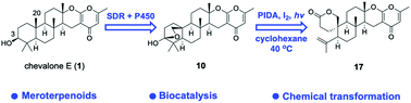 Graphical abstract: Biocatalytic and chemical derivatization of the fungal meroditerpenoid chevalone E