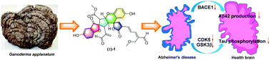 Graphical abstract: (±)-Spiroganoapplanin A, a complex polycyclic meroterpenoid dimer from Ganoderma applanatum displaying potential against Alzheimer's disease