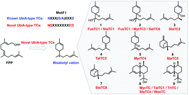 Graphical abstract: Discovery and characterization of a novel sub-group of UbiA-type terpene cyclases with a distinct motif I