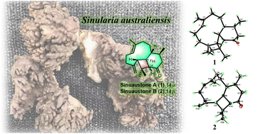 Graphical abstract: Discovery and photosynthesis of sinuaustones A and B, diterpenoids with a novel carbon scaffold isolated from soft coral Sinularia australiensis from Hainan