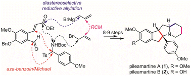 Graphical abstract: Concise total synthesis of (±)-pileamartines A and B