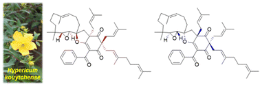 Graphical abstract: Enantiomeric pairs of meroterpenoids with 11/5/6 spiro-heterocyclic systems from Hypericum kouytchense