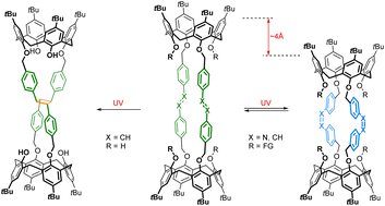 Graphical abstract: Shrinkable/stretchable bis(calix[4]arenes) comprising photoreactive azobenzene or stilbene linkers