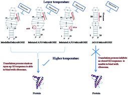 Graphical abstract: The effect of mutation in the stem of the MicroROSE thermometer on its thermosensing ability: insights from molecular dynamics simulation studies