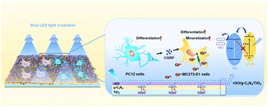 Graphical abstract: Visible-light-responsive reduced graphene oxide/g-C3N4/TiO2 composite nanocoating for photoelectric stimulation of neuronal and osteoblastic differentiation