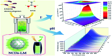 Graphical abstract: A facile fluorescent sensor based on nitrogen-doped carbon dots derived from Listeria monocytogenes for highly selective and visual detection of iodide and pH