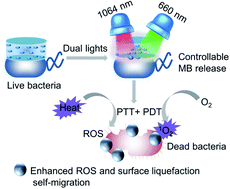 Graphical abstract: Biodegradable MoOx@MB incorporated hydrogel as light-activated dressing for rapid and safe bacteria eradication and wound healing