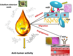 Graphical abstract: Inhibitory effect of phenolic extract from squirting cucumber (Ecballium elaterium (L.) A. Rich) seed oil on integrin-mediated cell adhesion, migration and angiogenesis