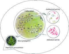 Graphical abstract: Anticancer and antibacterial flavonoids from the callus of Ampelopsis grossedentata; a new weapon to mitigate the proliferation of cancer cells and bacteria