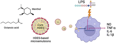 Graphical abstract: Therapeutic deep eutectic solvent-based microemulsion enhances anti-inflammatory efficacy of curcuminoids and aromatic-turmerone extracted from Curcuma longa L.