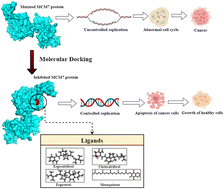 Graphical abstract: In silico investigation of the role of vitamins in cancer therapy through inhibition of MCM7 oncoprotein