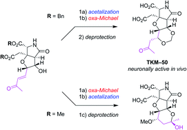 Graphical abstract: Oxa-Michael-based divergent synthesis of artificial glutamate analogs