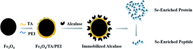 Graphical abstract: Production of Cardamine violifolia selenium-enriched peptide using immobilized Alcalase on Fe3O4 modified by tannic acid and polyethyleneimine