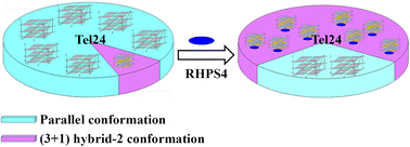 Graphical abstract: RHPS4 shifted the conformation ensemble equilibrium of Tel24 by preferentially stabilizing the (3 + 1) hybrid-2 conformation