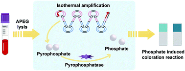 Graphical abstract: A label-free strategy for visual genotyping based on phosphate induced coloration reaction