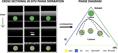 Graphical abstract: Cross-sectional structure evolution of phase-separated spin-coated ethylcellulose/hydroxypropylcellulose films during solvent quenching