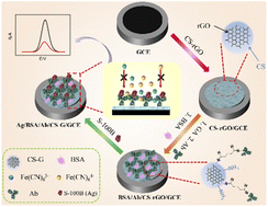 Graphical abstract: A simple electrochemical immunosensor based on a chitosan/reduced graphene oxide nanocomposite for sensitive detection of biomarkers of malignant melanoma