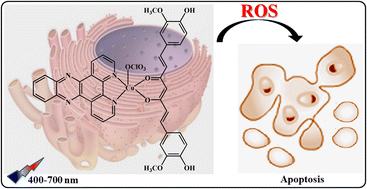 Graphical abstract: Copper(ii) curcumin complexes for endoplasmic reticulum targeted photocytotoxicity