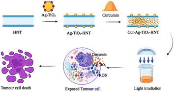 Graphical abstract: Curcumin loaded Ag–TiO2-halloysite nanotubes platform for combined chemo-photodynamic therapy treatment of cancer cells