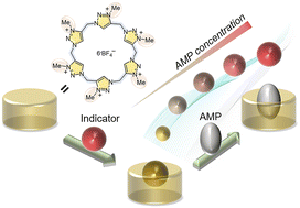 Graphical abstract: Selective sensing of adenosine monophosphate (AMP) by a calix[6]triazolium-based colorimetric sensing ensemble