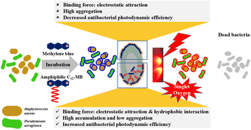 Graphical abstract: Amphiphilic di-cationic methylene blue for improving antibacterial photodynamic efficiency through high accumulation and low aggregation on bacterial cell surfaces