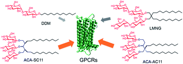 Graphical abstract: Development of 1,3-acetonedicarboxylate-derived glucoside amphiphiles (ACAs) for membrane protein study