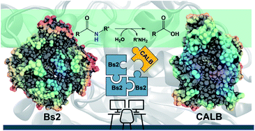 Graphical abstract: Computational design of an amidase by combining the best electrostatic features of two promiscuous hydrolases