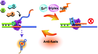 Graphical abstract: Topologically switchable and gated transcription machinery