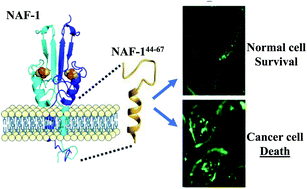 Graphical abstract: A peptide-derived strategy for specifically targeting the mitochondria and ER of cancer cells: a new approach in fighting cancer