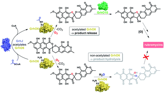Graphical abstract: An acetyltransferase controls the metabolic flux in rubromycin polyketide biosynthesis by direct modulation of redox tailoring enzymes