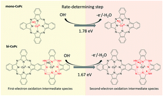 Graphical abstract: Understanding the factors governing the water oxidation reaction pathway of mononuclear and binuclear cobalt phthalocyanine catalysts