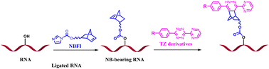 Graphical abstract: Norbornene-tetrazine ligation chemistry for controlling RNA-guided CRISPR systems