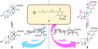 Graphical abstract: Discovery of branching meroterpenoid biosynthetic pathways in Aspergillus insuetus: involvement of two terpene cyclases with distinct cyclization modes