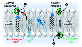 Graphical abstract: Controlling transmembrane ion transport via photo-regulated carrier mobility