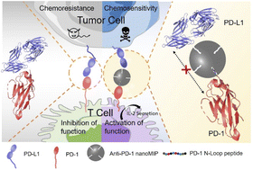 Graphical abstract: Rational development of molecularly imprinted nanoparticles for blocking PD-1/PD-L1 axis