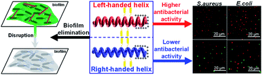 Graphical abstract: Combination of vancomycin and guanidinium-functionalized helical polymers for synergistic antibacterial activity and biofilm ablation
