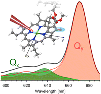 Graphical abstract: Femtosecond anisotropy excitation spectroscopy to disentangle the Qx and Qy absorption in chlorophyll a