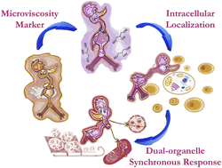 Graphical abstract: Construing the metaxin-2 mediated simultaneous localization between mitochondria and nucleolus using molecular viscometry