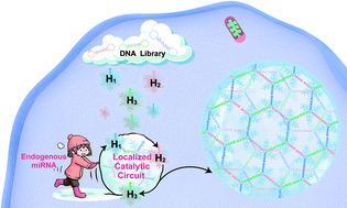 Graphical abstract: Monitoring and modulating a catalytic hybridization circuit for self-adaptive bioorthogonal DNA assembly