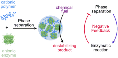 Graphical abstract: Designing negative feedback loops in enzymatic coacervate droplets